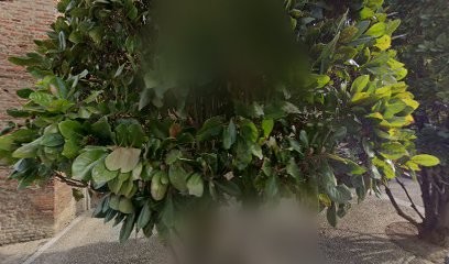 Association MCV, Salle de Spectacles à Saint-Nicolas-de-la-Grave